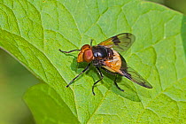Great pied hoverfly (Volucella pellucens) male, Brockley Cemetery, Lewisham, London, England, UK, June.