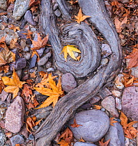 Arizona sycamore (Platanus wrightii) roots and leaves amongst pebbles. In riparian area, Chiricahua Mountains, Coronado National Forest, Arizona, USA. November.