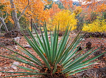Yucca (Yucca schottii) with Sycamore (Acer sp) and Ash (Fraxinus sp) in autumn foliage in background. Cave Creek Canyon, Chiricahua Mountains, Coronado National Forest, Arizona, USA. November 2019.