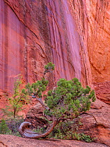 Utah juniper (Juniperus osteosperma) and Singleleaf ash (Fraxinus anomala), wall of Long Canyon in background. Grand Staircase-Escalante National Monument, Utah, USA. October.