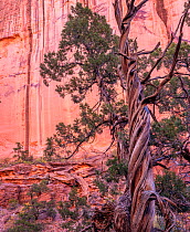 Utah juniper (Juniperus osteosperma) with twisted trunk, wall of Long Canyon in background. Grand Staircase-Escalante National Monument, Utah, USA. October.