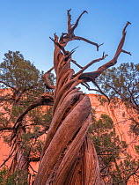 Utah juniper (Juniperus osteosperma), twisted trunks with wall of Long Canyon in background. Grand Staircase-Escalante National Monument, Utah, USA. October.