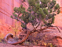 Utah juniper (Juniperus osteosperma) and Singleleaf ash (Fraxinus anomala) in Long Canyon. Grand Staircase-Escalante National Monument, Utah, USA. October.