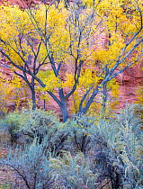 Cottonwood (Populus sp) trees and Sagebrush (Artemisia sp), Long Canyon at the confluence with The Gulch. Grand Staircase-Escalante National Monument, Utah, USA. October.