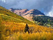 Aspen (Populus tremuloides) forest with scattered Englemann spruce (Picea engelmannii) in autumn, Hayden Mountain in background. Uncompahgre National Forest, Colorado, USA. September 2019.