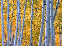 Aspen (Populus tremuloides) tree trunks in autumn. Uncompahgre National Forest, Colorado, USA. September 2019.