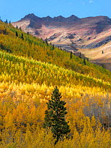 Aspen (Populus tremuloides) forest with scattered Englemann spruce (Picea engelmannii) in autumn, Hayden Mountain in background. Uncompahgre National Forest, Colorado, USA. September 2019.