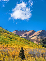 Aspen (Populus tremuloides) forest with scattered Englemann spruce (Picea engelmannii), Hayden Mountain in background. Uncompahgre National Forest, Colorado, USA. September 2019.