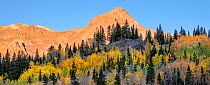Aspen (Populus tremuloides) and Englemann spruce (Picea engelmannii) forest, Red Mountain in background. Uncompahgre National Forest, Colorado, USA. October 2019.