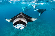 Reef manta rays (Manta alfredi) filter feeding on plankton. Vandhoo Thila, Raa Atoll, Maldives