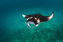 Reef manta ray (Manta alfredi) filter feeding on plankton. Vandhoo Thila, Raa Atoll, Maldives