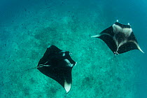 Reef manta rays (Manta alfredi) filter feeding on plankton. Vandhoo Thila, Raa Atoll, Maldives