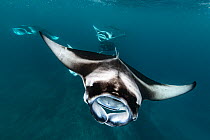 Reef manta ray (Manta alfredi) filter feeding on plankton. Vandhoo Thila, Raa Atoll, Maldives