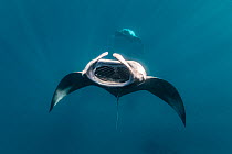 Reef manta ray (Manta alfredi) barrel-roll feeding, Hanifaru Bay, Raa Atoll, Maldives