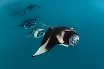 Reef manta rays (Manta alfredi) filter feeding in atoll passes and lagoons Hanifaru Bay, Raa Atoll, Maldives
