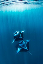 Reef manta rays (Manta alfredi) filter feeding on plankton  Hanifaru Bay, Raa Atoll, Maldives