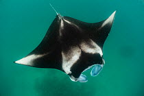 Reef manta ray (Manta alfredi) filter feeding on plankton. Madhivafaru Reef, Raa Atoll, Maldives