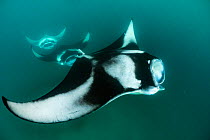 Reef manta ray (Manta alfredi)  filter feeding on plankton.  Madhivafaru Reef, Raa Atoll, Maldives