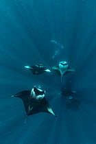 Reef manta rays (Manta alfredi) filter feeding on plankton, Dhikkurendho Reef, Raa Atoll, Maldives
