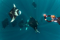 Reef manta rays (Manta alfredi) tourists swimming with mantas filter feeding on plankton, Dhikkurendho Reef, Raa Atoll, Maldives