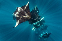 Reef manta rays (Manta alfredi) filter feeding on plankton, Dhikkurendho Reef, Raa Atoll, Maldives