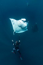 Reef manta ray (Manta alfredi) tourists swimming with mantas filter feeding, Dhikkurendho Reef, Raa Atoll, Maldives