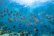 Pennant coralfish (Heniochus acuminatus), shoal, Maldives