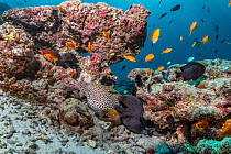 Three moray eels (Gymnothorax) and tropical fish in mostly dead or dying coral reef following several bleaching events, Maldives