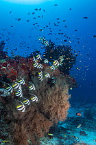 Pennant coralfish (Heniochus acuminatus), over mostly dead or dying coral reef following several bleaching events, Vadhoo Thila, Raa Atoll, Maldives.