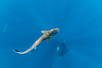Remora (Remora remora), freeswimming near Manta Ray, Dhikkurendho Reef, Raa Atoll, Maldives.