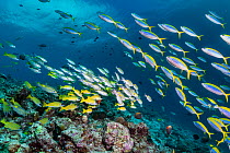 Maldives tropical reef community. Mixed fish species schooling over mostly dead or dying coral reef following several bleaching events, the latest in 2016. Kottefaru Beyru, Raa Atoll, Maldives.