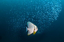 Batfish (Platax sp) with schooling baitfish. Christmas Rock, Noonu Atoll, Maldives.