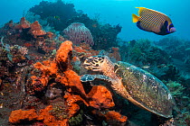 Hawksbill turtle (Erethmochelys imbricata) feeding on tropical reef, Tulamben, North coast, Bali, Indonesia. Lesser Sunda Islands.