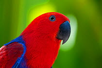 Eclectus parrot (Eclectus roratus). Captive, Bali Bird Park, Denpasar, Bali, Indonesia