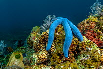 Linckia starfish (Linckia laevigata) in tropical reef community comprising numerous colourful invertabrates and fish. Tulamben, North coast, Bali, Indonesia , Tulamben, Bali, Indonesia. Lesser Sunda I...