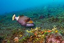 Titan triggerfish (Balistoides viridescens) Tulamben, North coast, Bali, Indonesia. Lesser Sunda Islands.