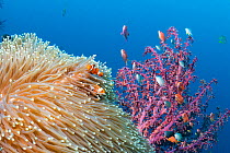 False clown anemonefish (Amphiprion ocellaris) Tulamben, North coast, Bali, Indonesia. Lesser Sunda Islands.