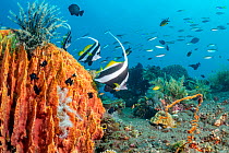 Pennant coralfish (Heniochus acuminatus) at Giant barrel sponge (Xestospongia muta) Bali tropical reef community, Tulamben, North coast, Bali, Indonesia. Lesser Sunda Islands.