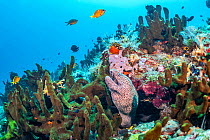 Moray Eel (Gymnothorax sp) in tropical reef community, Tulamben, North coast, Bali, Indonesia. Lesser Sunda Islands.