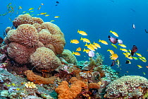 Bali tropical reef community. Tropical reef community comprising numerous colourful invertabrates and fish.Tulamben, North coast, Bali, Indonesia. Lesser Sunda Islands.