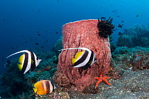 Pennant coralfish (Heniochus acuminatus) with Giant barrel coral (Xestospongia muta) Tulamben, Bali, Indonesia. Lesser Sunda Islands.