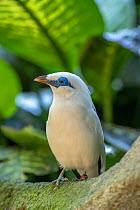 Bali myna (Leucopsar rothschildi).Bali Bird Park, Denpasar, Bali, Indonesia. Critically endangered, in captive breeding program.