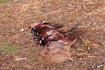 Common pheasant (Phasianus colchicus) males and females shot by game hunters, , Bas-Rhin, France, November.