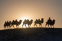Mongol driving a camel caravan of Bactrian camel (Camelus bactrianus) Bashang Grassland, Zhangjiakou, Hebei Province, Mongolia, China.