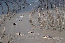 Men on rafts at low tide, moving through bamboo poles used for fishing and aquaculture. Xiapu County, Fujiang Province, China