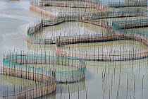 Fish farm with bamboo enclosures, Xiapu County, Fujiang Province, China
