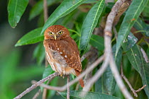 Ferruginous pygmy owl (Glaucidium brasilianum), adult, Pantanal, Mato Grosso, Brazil.