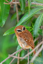 Ferruginous pygmy owl (Glaucidium brasilianum), false eye markings on the back of the neck, Pantanal, Mato Grosso, Brazil.