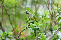 Monk parakeet (Myiopsitta monachus) feeding on leaves, Pantanal, Mato Grosso, Brazil.