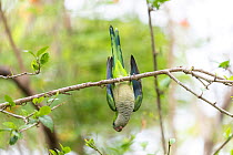 Monk parakeet (Myiopsitta monachus) hanging upside down, Pantanal, Mato Grosso, Brazil.